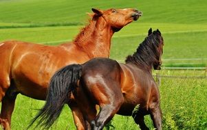 two thoroughbred horses in motion