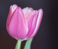 delicate tulip blossom