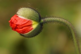 bud of red poppy close up