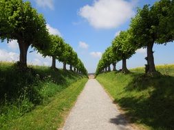 romantic alley with green trimmed trees