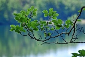 Green branches and water