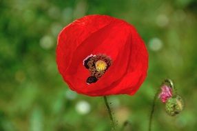 Poppy with bud close up