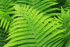 Close-up of the green fern in spring