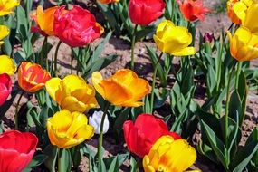 red and yellow tulips in the garden bed