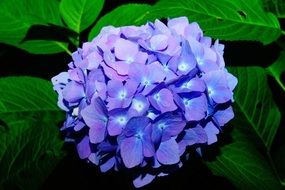 absolutely gorgeous Hydrangeas Flower