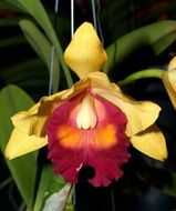 bright orchid flower