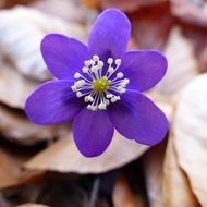 anemone hepatica, liverwort purple flower, macro on a blurred background