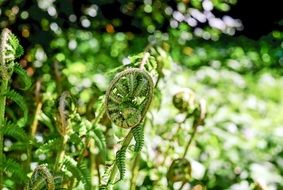 Fern Rolled Leaves
