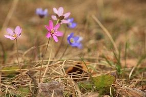 Red Anemone Hepatica Summer