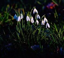White snowdrop flowers at sunlight