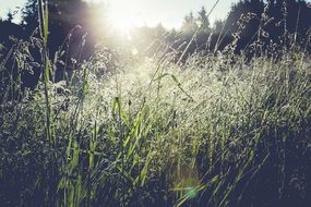forest meadow in the rays of sunlight