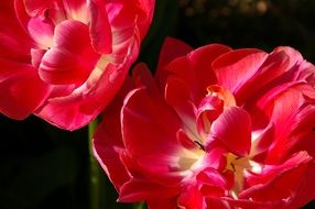 red opened tulips on a blurred background