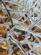 frozen tree branches on the background of forest cover