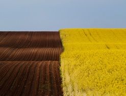 brown arable field and yellow rape field
