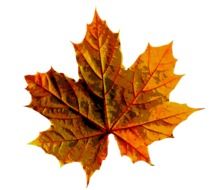 golden maple leaf