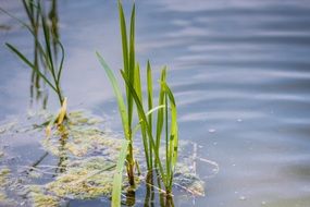 green bulrush on a pond close up