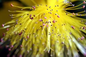 fluffy yellow plant