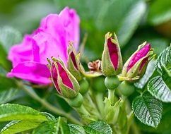 pink wild Rose flower macro