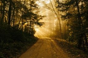 morning sunshine on a forest road