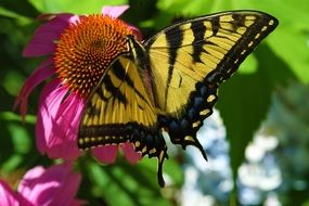 tiger butterfly on a colorful flower