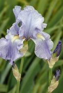 Photo of iris flowers in a garden