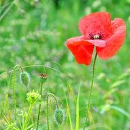 blooming poppy on a green field