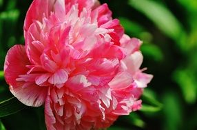 Close-up of the beautiful pink and white lush peony