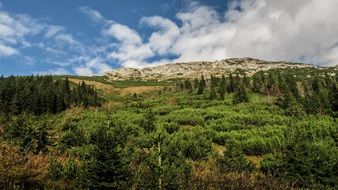 unusually beautiful Mountains Tree Landscape