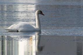 white Swan on winter lake