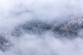 Landscape of foggy forest in a morning