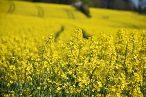 endless oilseed rape field in summer