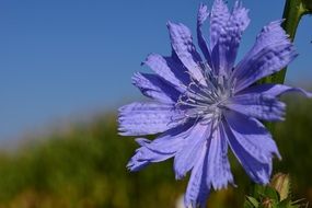Purple chicory flower growing on a roadside