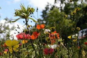 Klatschmohn Flowers Poppy Yellow red meadow