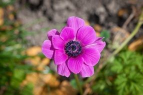 purple anemone flower close up