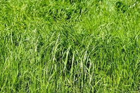 unusually beautiful Grass Meadow