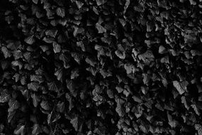 Black leaves