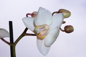 white orchid with buds close up