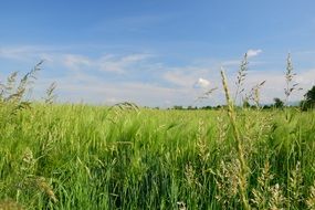 landscape of vegetation of a large green meadow
