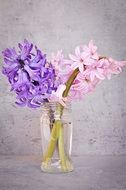 bouquet of hyacinths in a glass jar