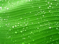Water Drops on green Leaf srtucture