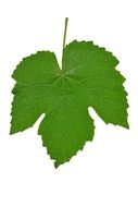 Green vine leaf clipart