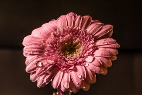 pink gerbera in drops of water close-up