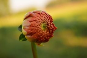 bud of orange dahlia close up