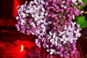 closeup photo of lilac is spring flowers