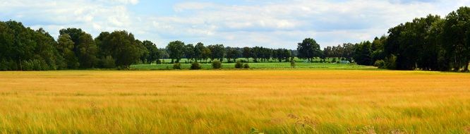 colourful Cereals Field Panorama Landscape
