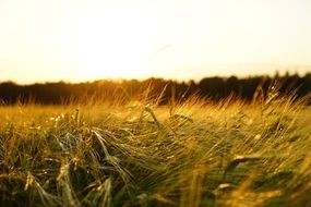 Field of the barley