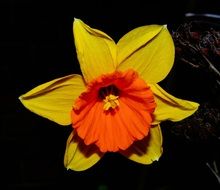 yellow daffodil on a dark background in the garden