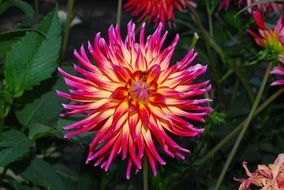 flower with delicate pink petals in the garden