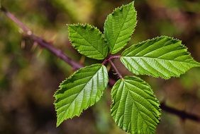 blackberry foliage