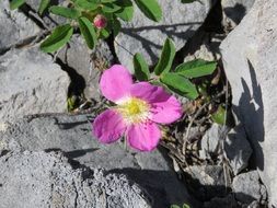 wild rose in rocky mountains